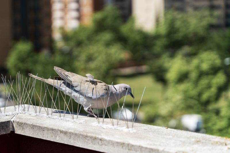 Residential Bird Spike Solutions
