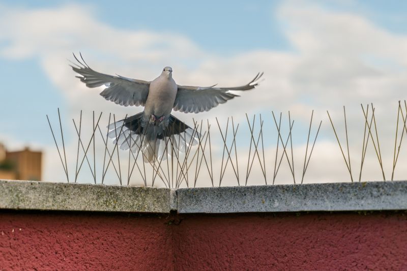 Bird Spikes Installation in Spring