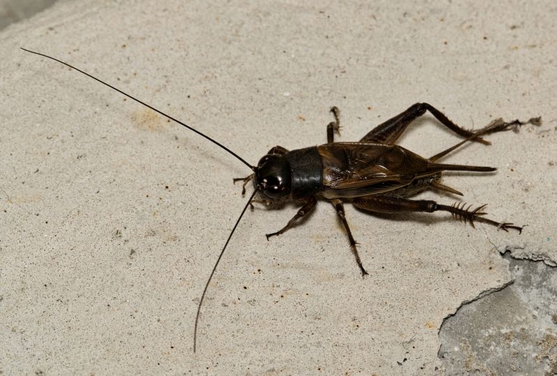 Cricket Control Service in Rockwall, TX