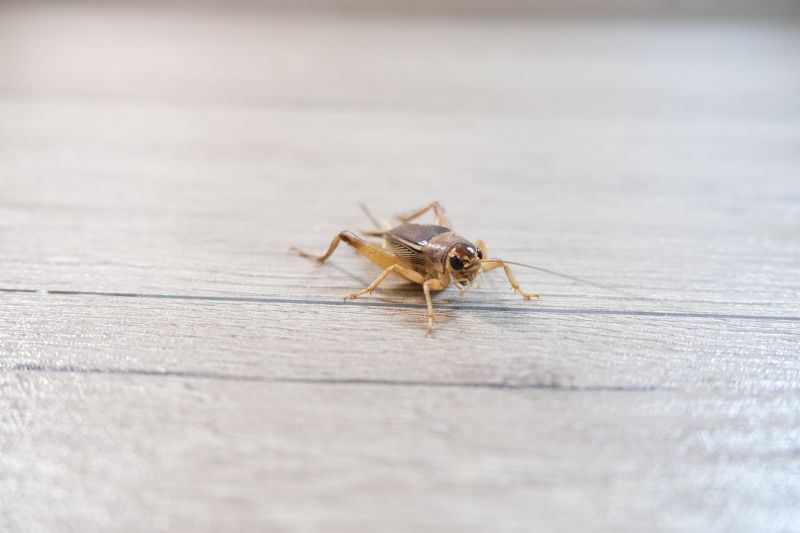 Cricket Control Service in Denton, TX