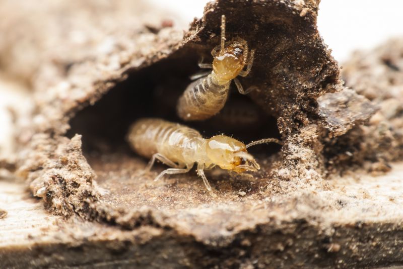 Termite Tunnels