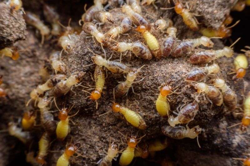 Termite Infestation