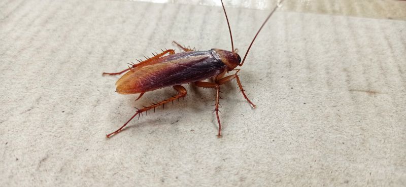 Cockroach Presence