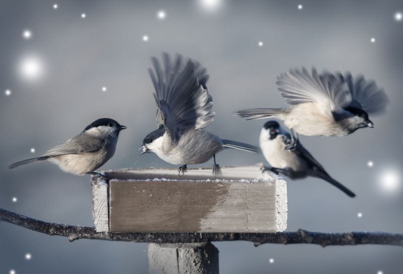 When Bird Nests Become A Structural And Health Concern For Homeowners