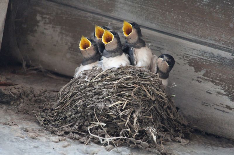 When Bird Nests Become A Ventilation And Fire Safety Issue