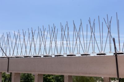 Prevent Birds From Nesting on Your Property